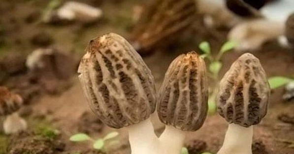 &#20247;&#24425;&#23448;&#32593;&#45;&#40;&#20013;&#22269;&#41;&#32929;&#20221;&#26377;&#38480;&#20844;&#21496;